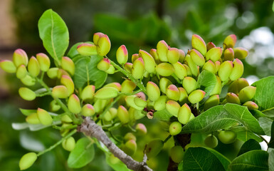 photo of fresh pistachios on a tree