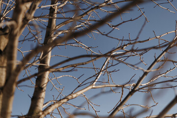 dry tree branches over sky, beautiful natural structure