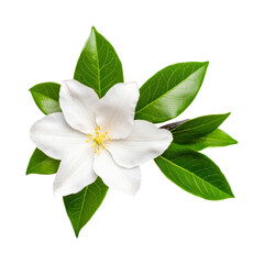 Obraz premium Close-up of white jasmine flower with green leaves on black background, cut out