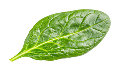 Close-up of fresh spinach leaf with vibrant green color and detailed veins, cut out