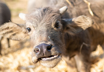 Fototapeta premium Young Water Buffalo,in rainforest farmland,Pai District,Northern Thailand.