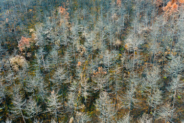 Burnt trees dominating landscape after wildfire in legarda, navarre, spain