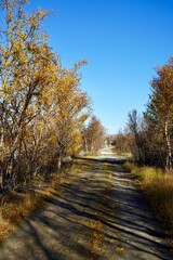 Fototapeta premium Serene autumn pathway with golden trees.