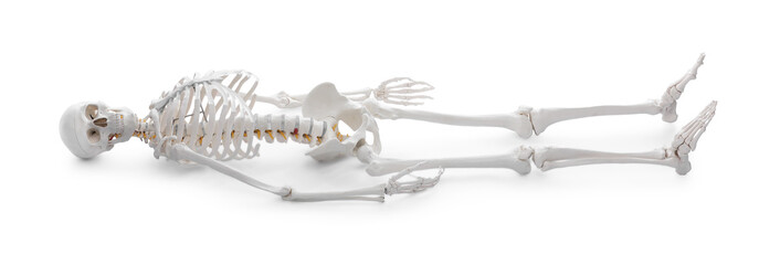 Artificial human skeleton model isolated on white