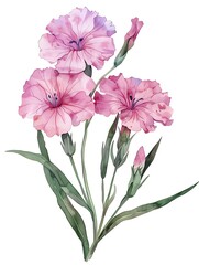 Watercolor William Isolated on White Background. Beautiful William Flower