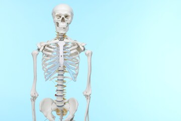 Artificial human skeleton model on light blue background, space for text