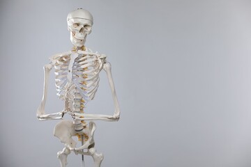 Artificial human skeleton model on gray background, space for text