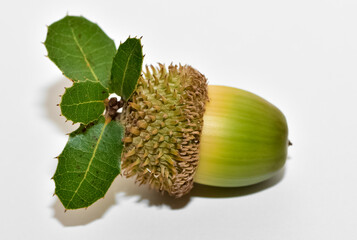 photos of wild fruits, ripe acorns.