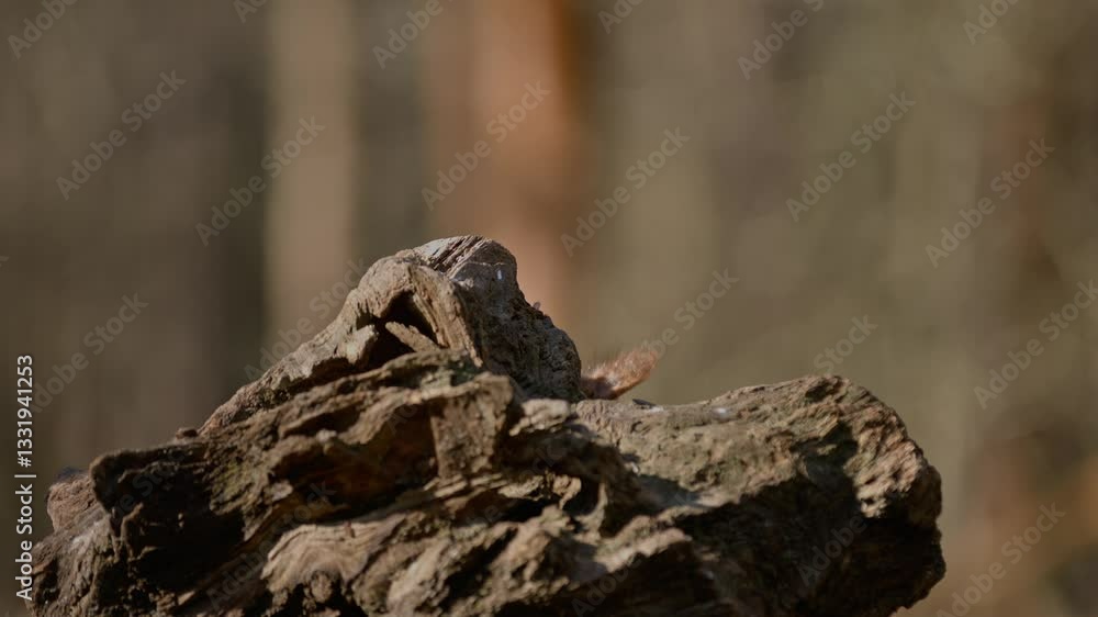 Poster squirrel jumping off a textured log in a sunlit forest with a blurred background
