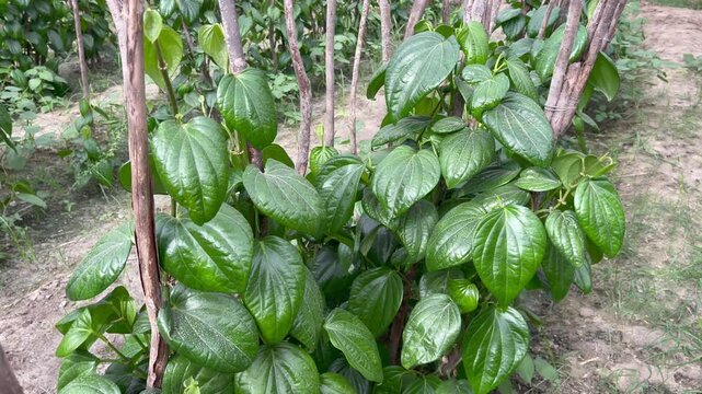 Vibrant betel leaves thrive on a farm, their heart shaped foliage creating a verdant tapestry