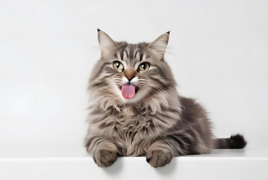 Cute Fluffy Gray Tabby Cat Licking Nose – Playful and Adorable Pet

