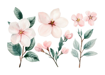 Fototapeta premium Delicate pink cherry blossoms and leaves in watercolor, cut out