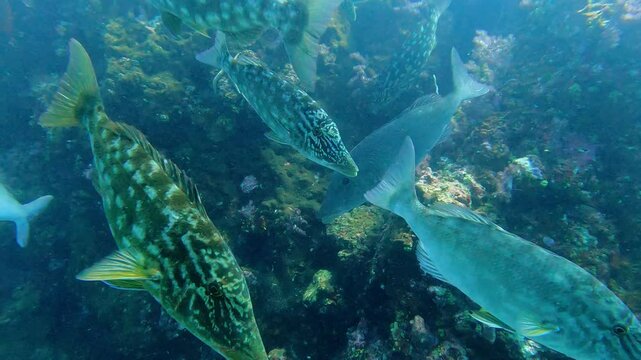 Richelieu Rock, Thailand: Underwater footage of a group of giant trevally during a scuba diving trip in the famous Richelieu Rock dive site in the Andaman sea near Khao Lak in Thailand. 