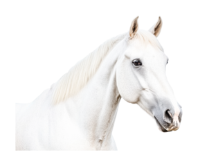 Portrait of a graceful white horse against a black background, cut out
