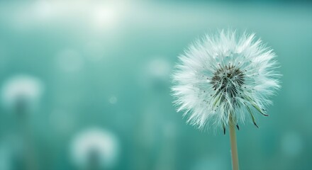 Fototapeta premium A close-up of a dandelion puff against a soft, blurred teal background, evoking a serene and tranquil atmosphere.