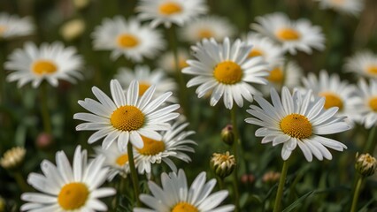 daisies in the garden