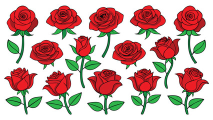 Collection of red roses in different stages of bloom, perfect for floral design and decoration design