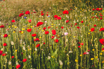Vibrant Field of Red and Yellow Wildflowers Blooming