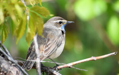 Bluethroat