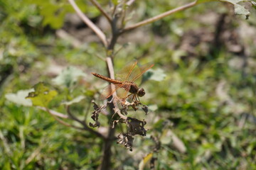 A dragonfly on a dry branch of a plant in close up with a blurry background