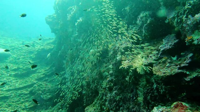 Koh Lanta, Thailand: Underwater footage of a massive school of glassfish swimming by the walls of the Koh Haa scuba diving site in the Andaman sea near Koh Lanta in Thailand. 