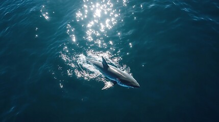 Great white shark emerging from the deep blue ocean sunlight shimmering on the surface above