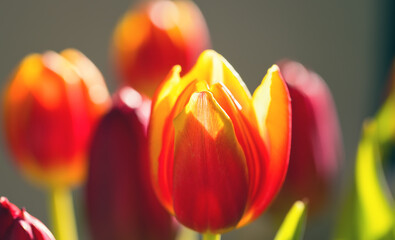 Bright red and yellow tulips in the morning sun