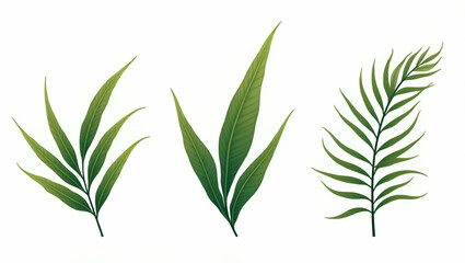 Fototapeta premium Flat Collection of Green Palm Leaves on Transparent Background - Emphasizing Tropical Plant Concept in Simple Vector Illustration for Smart Business Use