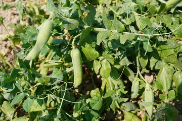 Obraz premium Several green pea pods on the plant in close up with a blurry background