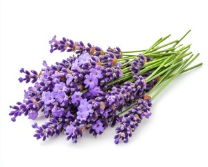 A delicate arrangement of vibrant lavender flowers is artfully placed on a smooth white surface, contrasting beautifully against a pristine white background, creating a serene and calming atmosphere.