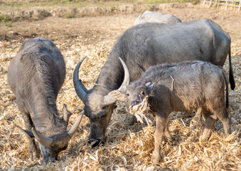 Fototapeta premium Water Buffalo,in rainforest farmland,Pai District,Northern Thailand.