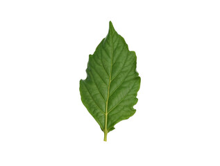 Single green leaf isolated on black background