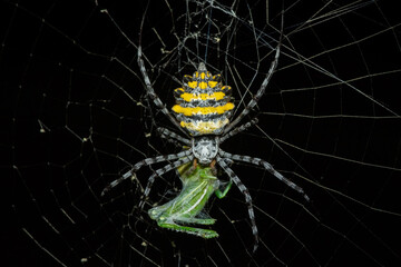 A beautiful garden orb-web spider (Argiope sp), feeding on an insect, on its web, in the bushveld, in KwaZulu-Natal, South Africa