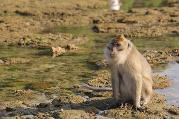 Monkey sitting in shallow water on a rocky surface
