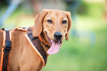 Yellow playful rescued dog learning obedience during a walk