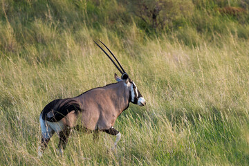 Gemsbok  or South African oryx (Oryx gazella) at,Kgalagadi Transfrontier Park, Northern Cape. South Africa.
