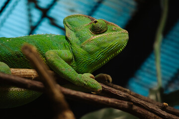 Green chameleon on a branch in close-up