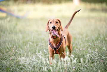 Yellow playful rescued dog learning obedience during a walk