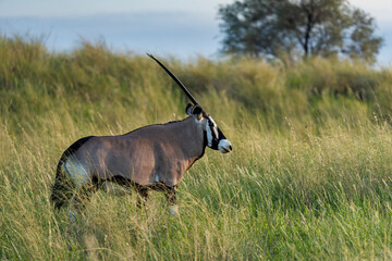 Gemsbok  or South African oryx (Oryx gazella) at,Kgalagadi Transfrontier Park, Northern Cape. South...