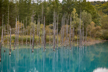 Obraz premium The scenery of Asahikawa Green Pond in Hokkaido, Japan