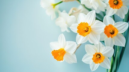 Fototapeta premium Close-up Photograph of White Daffodils on Pastel Blue Background, Mock-up Template Style