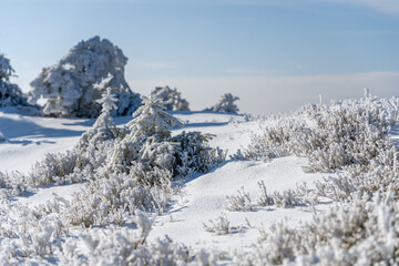A pristine snowy landscape dotted with frosted trees and shrubs. The sun shines brightly, illuminating the serene winter scene, creating a tranquil atmosphere perfect for outdoor activities.