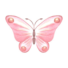 Butterfly delicate with pink wings. Hand drawn watercolor illustration. Flying insects. Spring exotic wild animals, bugs. Childrens print. Girl baby shower design element. Clipart for card, packaging.