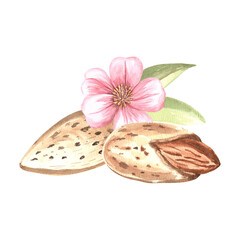 Almond nuts kernel with flowers and leaves. Hand drawn watercolor illustration. Natural organic food, healthy eating. Ingredient for cooking or backery, spice and seasoning. Clipart for food design.