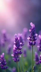 Obraz premium Lavenders in full bloom, soft focus background Romantic purple hues , nature, soft