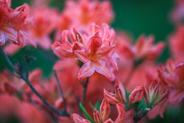 Obraz premium Blooming Rhododendron