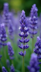 Obraz premium Numerous small lavender blossoms, intricate detail , lavender, botanical