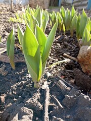 Photo of spring tulip leaves. The plant has awakened in spring.