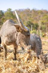 Water Buffalo,in rainforest farmland,Pai District,Northern Thailand.