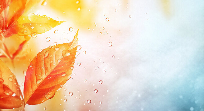 fundo natural de outono &uacute;mido com gotas de &aacute;gua, folhas de outono, moldura de janela com espa&ccedil;o de c&oacute;pia